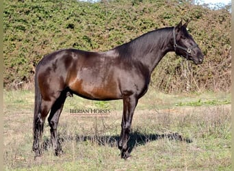 PRE Croisé, Étalon, 4 Ans, 167 cm, Noir