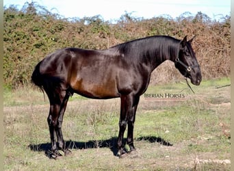 PRE Croisé, Étalon, 4 Ans, 167 cm, Noir