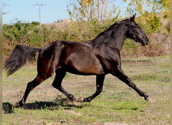 PRE Croisé, Étalon, 4 Ans, 167 cm, Noir