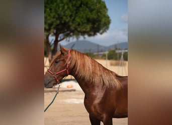 PRE Croisé, Étalon, 4 Ans, 168 cm, Alezan