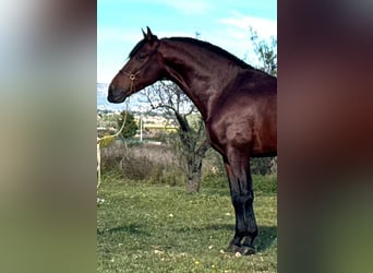 PRE Croisé, Étalon, 4 Ans, 168 cm, Bai brun