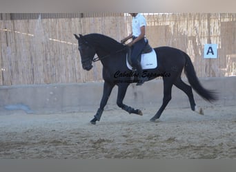 PRE, Étalon, 4 Ans, 168 cm, Bai brun foncé