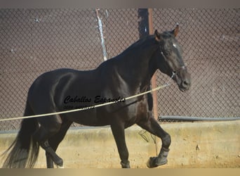 PRE, Étalon, 4 Ans, 168 cm, Bai brun foncé