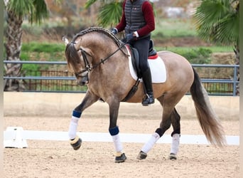 PRE Croisé, Étalon, 4 Ans, 168 cm, Gris