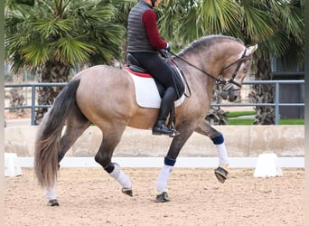 PRE Croisé, Étalon, 4 Ans, 168 cm, Gris