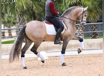 PRE Croisé, Étalon, 4 Ans, 168 cm, Gris