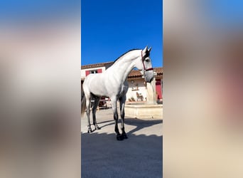 PRE, Étalon, 4 Ans, 168 cm, Gris