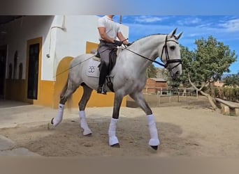 PRE Croisé, Étalon, 4 Ans, 168 cm, Gris