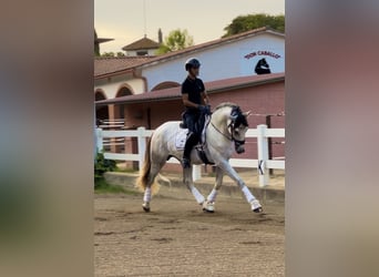 PRE Croisé, Étalon, 4 Ans, 168 cm, Gris