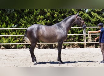 PRE Croisé, Étalon, 4 Ans, 168 cm, Gris