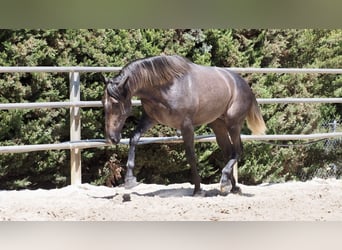 PRE Croisé, Étalon, 4 Ans, 168 cm, Gris