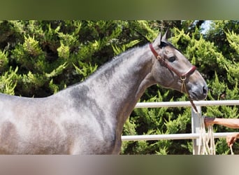 PRE Croisé, Étalon, 4 Ans, 168 cm, Gris