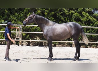 PRE Croisé, Étalon, 4 Ans, 168 cm, Gris