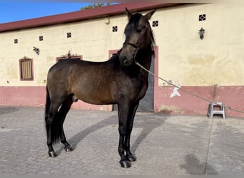 PRE Croisé, Étalon, 4 Ans, 168 cm, Isabelle