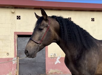 PRE Croisé, Étalon, 4 Ans, 168 cm, Isabelle