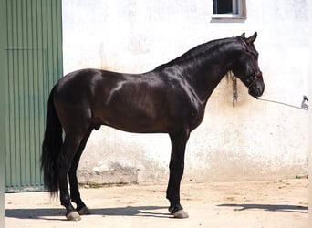 PRE Croisé, Étalon, 4 Ans, 168 cm, Noir