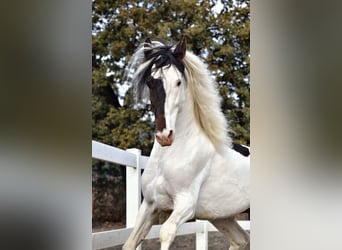 PRE Croisé, Étalon, 4 Ans, 168 cm, Pinto