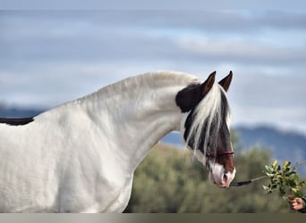 PRE Croisé, Étalon, 4 Ans, 168 cm, Pinto