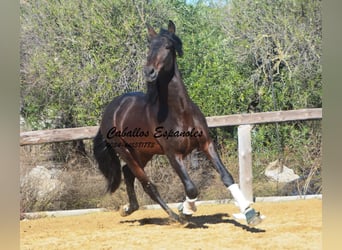 PRE Croisé, Étalon, 4 Ans, 169 cm, Bai