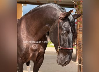 PRE Croisé, Étalon, 4 Ans, 169 cm, Noir