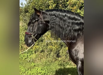 PRE Croisé, Étalon, 4 Ans, 169 cm, Noir