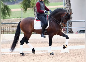 PRE Croisé, Étalon, 4 Ans, 170 cm, Bai