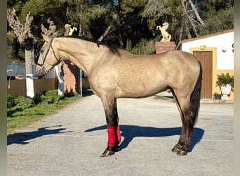 PRE Croisé, Étalon, 4 Ans, 170 cm, Buckskin