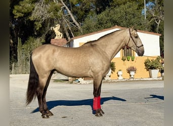 PRE Croisé, Étalon, 4 Ans, 170 cm, Buckskin