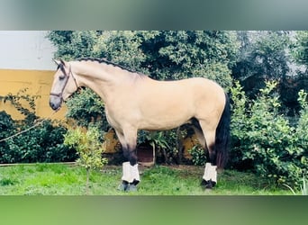 PRE Croisé, Étalon, 4 Ans, 170 cm, Buckskin