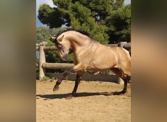 PRE Croisé, Étalon, 4 Ans, 170 cm, Buckskin