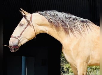 PRE Croisé, Étalon, 4 Ans, 170 cm, Buckskin