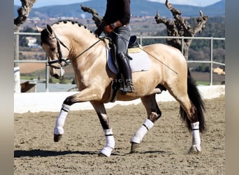 PRE Croisé, Étalon, 4 Ans, 170 cm, Buckskin
