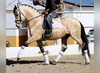 PRE Croisé, Étalon, 4 Ans, 170 cm, Buckskin