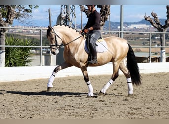 PRE Croisé, Étalon, 4 Ans, 170 cm, Buckskin
