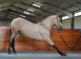 PRE Croisé, Étalon, 4 Ans, 170 cm, Buckskin