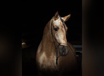 PRE Croisé, Étalon, 4 Ans, 170 cm, Buckskin