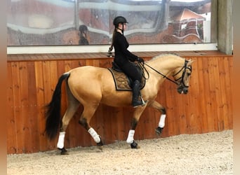 PRE Croisé, Étalon, 4 Ans, 170 cm, Buckskin