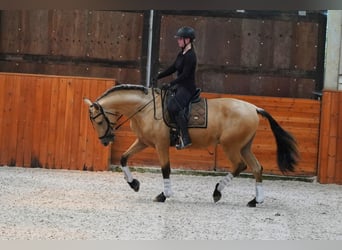 PRE Croisé, Étalon, 4 Ans, 170 cm, Buckskin