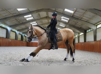 PRE Croisé, Étalon, 4 Ans, 170 cm, Buckskin