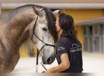 PRE, Étalon, 4 Ans, 170 cm, Gris (bai-dun)
