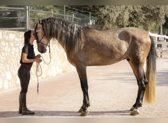 PRE, Étalon, 4 Ans, 170 cm, Gris (bai-dun)