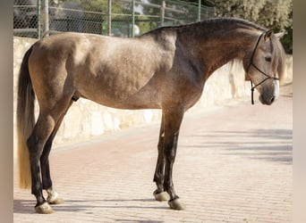PRE, Étalon, 4 Ans, 170 cm, Gris (bai-dun)