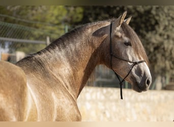 PRE, Étalon, 4 Ans, 170 cm, Gris (bai-dun)