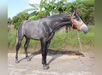 PRE Croisé, Étalon, 4 Ans, 170 cm, Gris