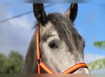 PRE Croisé, Étalon, 4 Ans, 170 cm, Gris