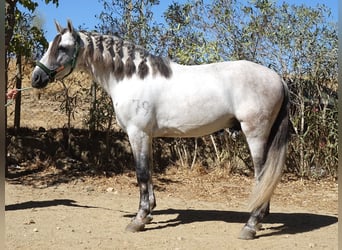 PRE Croisé, Étalon, 4 Ans, 170 cm, Gris