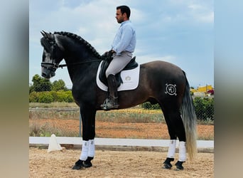 PRE Croisé, Étalon, 4 Ans, 170 cm, Gris noir