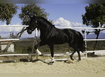PRE Croisé, Étalon, 4 Ans, 170 cm, Noir