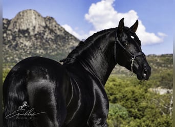 PRE Croisé, Étalon, 4 Ans, 170 cm, Noir