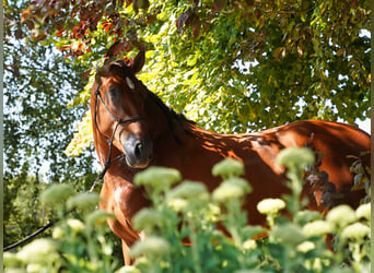 PRE Croisé, Étalon, 4 Ans, 171 cm, Bai cerise